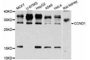 Western blot analysis of extracts of various cell lines, using CCND1 antibody (ABIN5995669) at 1/1000 dilution. (Cyclin D1 抗体)