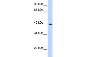 LIAS antibody used at 0.