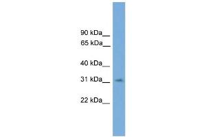 WB Suggested Anti-SPRY3 Antibody Titration:  0. (SPRY3 抗体  (N-Term))