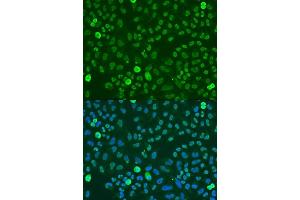 Immunofluorescence analysis of U2OS cells using SAFB antibody (ABIN7270155) at dilution of 1:100. (SAFB 抗体  (AA 300-400))