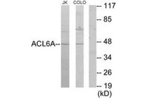 Western blot analysis of extracts from Jurkat/COLO205 cells, using ACTL6A Antibody. (BAF53A 抗体  (AA 201-250))