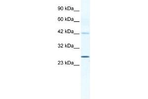 GJB4 antibody used at 1.