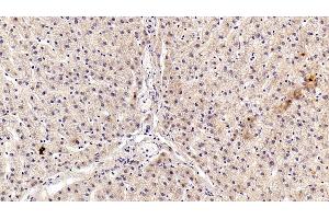 Detection of AngI in Porcine Liver Tissue using Polyclonal Antibody to Angiotensin I (AngI) (AGT 抗体)