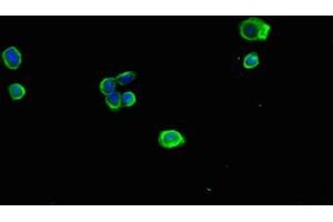 Immunofluorescent analysis of HepG2 cells using ABIN7142348 at dilution of 1:100 and Alexa Fluor 488-congugated AffiniPure Goat Anti-Rabbit IgG(H+L) (MRPL11 抗体  (AA 1-191))