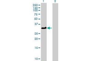 Western Blot analysis of ATP1B3 expression in transfected 293T cell line by ATP1B3 MaxPab polyclonal antibody.