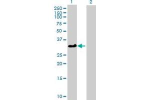 Western Blot analysis of ATP1B3 expression in transfected 293T cell line by ATP1B3 MaxPab polyclonal antibody. (ATP1B3 抗体  (AA 1-279))