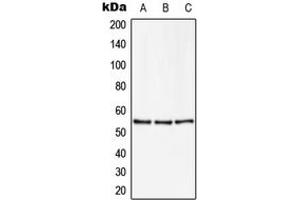 Western blot analysis of ZNF50 expression in U251MG (A), NIH3T3 (B), PC12 (C) whole cell lysates.