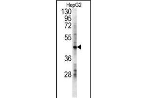 Western blot analysis in HepG2 cell line lysates (15ug/lane). (LDHD 抗体  (N-Term))
