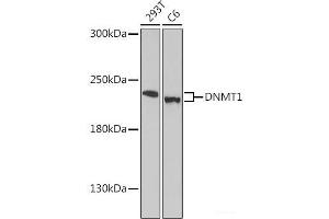 Western blot analysis of extracts of various cell lines using DNMT1 Polyclonal Antibody at dilution of 1:1000. (DNMT1 抗体)