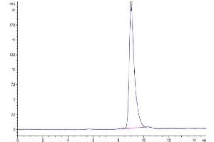 Size-exclusion chromatography-High Pressure Liquid Chromatography (SEC-HPLC) image for Notch 4 (NOTCH4) (AA 1042-1441) protein (His tag) (ABIN7275367)