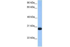 Western Blotting (WB) image for anti-Zinc Finger, Matrin-Type 3 (ZMAT3) (N-Term) antibody (ABIN928450)
