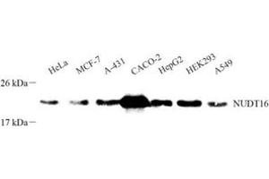 Western blot analysis of NUDT16 (ABIN7074925) at dilution of 1: 500 (NUDT16 抗体)