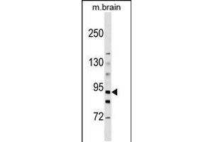 Western blot analysis in mouse brain tissue lysates (35ug/lane). (HK3 抗体  (C-Term))