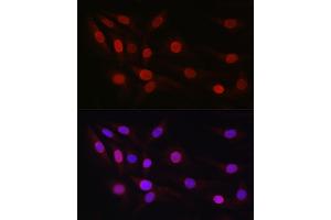 Immunofluorescence analysis of NIH/3T3 cells using SP1 Rabbit pAb (ABIN7270506) at dilution of 1:50 (40x lens). (SP1 抗体  (AA 420-620))