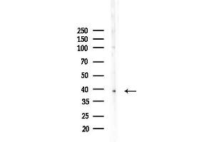 Western blot analysis of lysates from PC12 cells(LPS, 4h treatment), using TFAP4 Antibody at 1/1000 dilution.