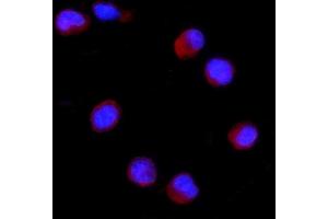 IF analysis of CD27 using anti-CD27 antibody (ABIN4886519). (CD27 抗体  (AA 20-191))
