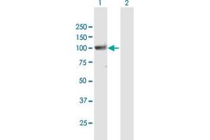 Western Blot analysis of PCDHGA10 expression in transfected 293T cell line by PCDHGA10 MaxPab polyclonal antibody. (PCDHgA10 抗体  (AA 1-850))