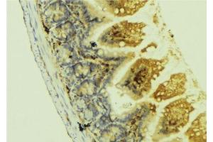 ABIN6278495 at 1/100 staining Mouse colon tissue by IHC-P. (Netrin 1 抗体  (C-Term))
