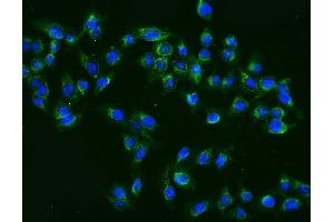 IF analysis of MEK2/MAP2K2 using anti-MEK2/MAP2K2 antibody (ABIN7599357). (MEK2 抗体  (AA 1-400))