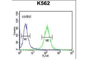 RTN4RL1 Antibody (C-term) (ABIN651458 and ABIN2840251) flow cytometric analysis of K562 cells (right histogram) compared to a negative control cell (left histogram). (RTN4RL1 抗体  (C-Term))