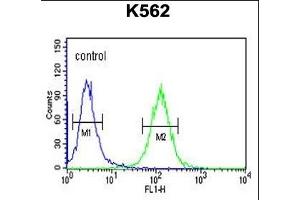 RTN4RL1 Antibody (C-term) (ABIN651458 and ABIN2840251) flow cytometric analysis of K562 cells (right histogram) compared to a negative control cell (left histogram). (RTN4RL1 抗体  (C-Term))
