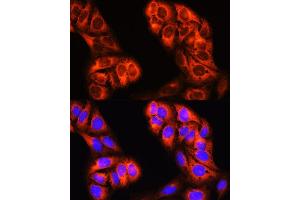 Immunofluorescence (IF) image for anti-Methylenetetrahydrofolate Dehydrogenase (NADP+ Dependent) 1, Methenyltetrahydrofolate Cyclohydrolase, Formyltetrahydrofolate Synthetase (MTHFD1) (AA 1-270) antibody (ABIN6144140)