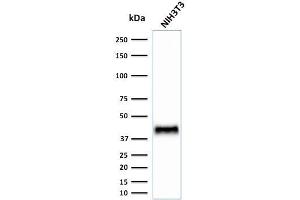 Western Blot Analysis of Human NIH3T3 cell lysate using BMI1 Mouse Monoclonal Antibody (BMI1/2823). (BMI1 抗体  (AA 142-326))