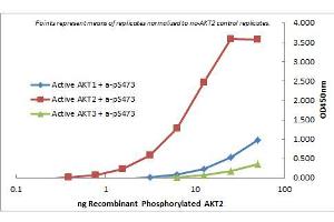 ELISA of Rat Monoclonal anti-AKT2 antibody. (AKT2 抗体  (Internal Region) (Biotin))