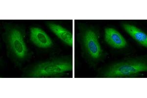 ICC/IF Image GSPT1 antibody detects GSPT protein at cytoplasm by immunofluorescent analysis. (GSPT1 抗体)