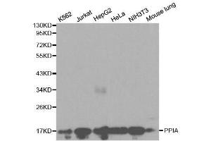 Western blot analysis of extracts of various cell lines, using PPIA antibody. (PPIA 抗体  (AA 1-165))