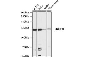 Western blot analysis of extracts of various cell lines, using UNC13D antibody (ABIN6130567, ABIN6149931, ABIN6149932 and ABIN6217024) at 1:3000 dilution. (UNC13D 抗体  (AA 891-1090))