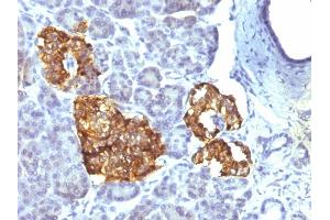 Formalin-fixed, paraffin-embedded human Pancreas stained with Chromogranin A Mouse Monoclonal Antibody (CHGA/777) (Chromogranin A 抗体)