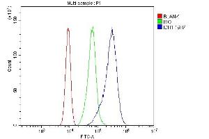 Flow Cytometry analysis of CACO-2 cells using anti-IDH1 antibody (ABIN7602760). (IDH1 抗体  (C-Term))