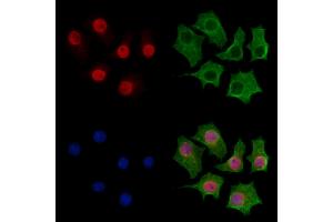 ABIN7094244 and ABIN7098291 staining HepG2 cells by IF/ICC. (FZR1 抗体  (Internal Region))