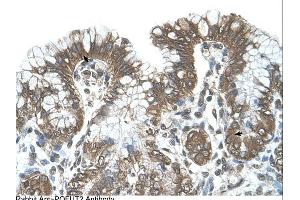 POFUT2 antibody was used for immunohistochemistry at a concentration of 4-8 ug/ml.