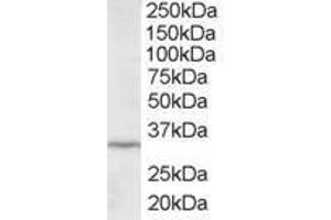 Image no. 1 for anti-Inhibitor of Growth Family, Member 2 (ING2) (AA 267-280) antibody (ABIN300015) (ING2 抗体  (AA 267-280))