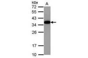 Image no. 1 for anti-Akirin 2 (AKIRIN2) (AA 8-203) antibody (ABIN1496538) (AKIRIN2 抗体  (AA 8-203))