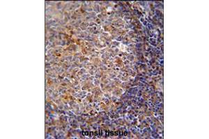 ARHGAP25 Antibody immunohistochemistry analysis in formalin fixed and paraffin embedded human tonsil tissue followed by peroxidase conjugation of the secondary antibody and DAB staining. (ARHGAP25 抗体  (AA 193-219))