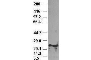 Western Blotting (WB) image for anti-Noggin (NOG) (AA 28-232) antibody (ABIN1491315) (NOG 抗体  (AA 28-232))