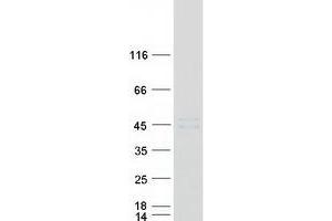 Validation with Western Blot