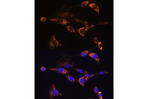 Immunofluorescence analysis of NIH/3T3 cells using PDE12 Rabbit pAb (ABIN7269299) at dilution of 1:100. (PDE12 抗体  (AA 17-300))