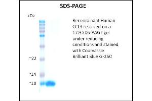 SDS-PAGE (SDS) image for Chemokine (C-C Motif) Ligand 3 (CCL3) (Active) protein (ABIN5509372) (CCL3 蛋白)