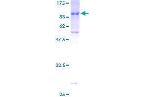ZNF165 Protein (AA 1-485) (GST tag)