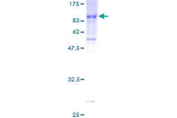 ZNF165 Protein (AA 1-485) (GST tag)