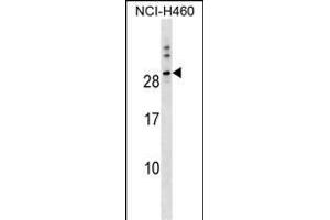TTYH1 Antibody (N-term) (ABIN1538857 and ABIN2849795) western blot analysis in NCI- cell line lysates (35 μg/lane). (TTYH1 抗体  (N-Term))