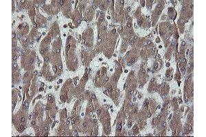 Image no. 2 for anti-Protein Disulfide Isomerase Family A, Member 3 (PDIA3) (AA 140-505) antibody (ABIN1490935) (PDIA3 抗体  (AA 140-505))
