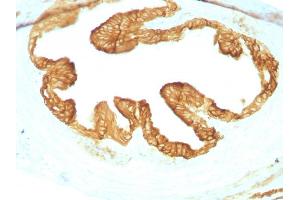 Formalin-fixed, paraffin-embedded Rat Oviduct with Cytokeratin, pan Monoclonal Antibody cocktail (KRTL/1077 + KRTH/1076). (KRT77, KRT76 抗体)