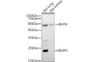 Western blot analysis of extracts of various cell lines, using BMP4 antibody (ABIN6127497, ABIN6137600, ABIN6137603 and ABIN6215157) at 1:1000 dilution. (BMP4 抗体  (AA 1-408))