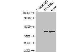 Western Blotting (WB) image for anti-Sulfotransferase Family, Cytosolic, 2B, Member 1 (SULT2B1) (AA 1-365) antibody (ABIN7170965)
