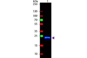 Western Blot of Rabbit anti-GST Fluorescein Conjugated Antibody. (GST 抗体  (FITC))